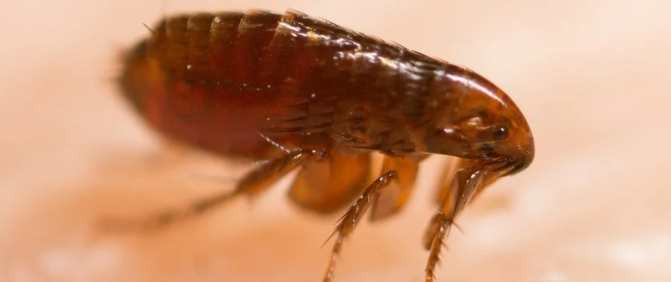 Brown flea on skin in Huron, OH.