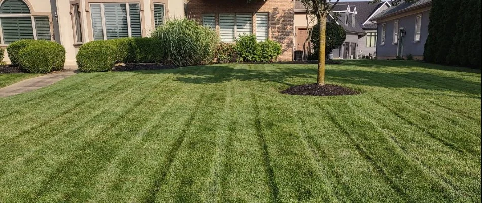 Healthy mowed grass in Kelleys Island, OH, with shrubs.