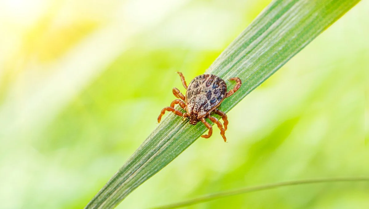 Close-up of a tick on a green blade of grass with a blurred background. Huron, OH.