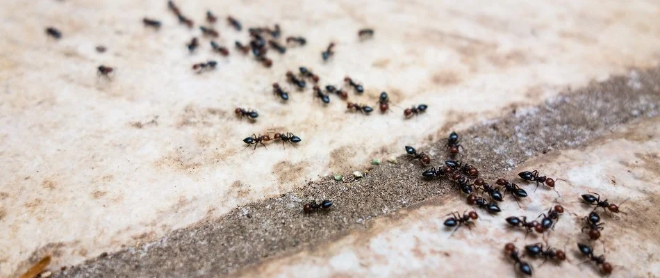 Trail of ants in Amherst, OH.