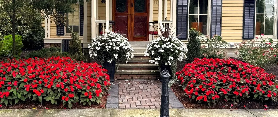 Vibrant flowers in a front yard in Avon Lake, OH.