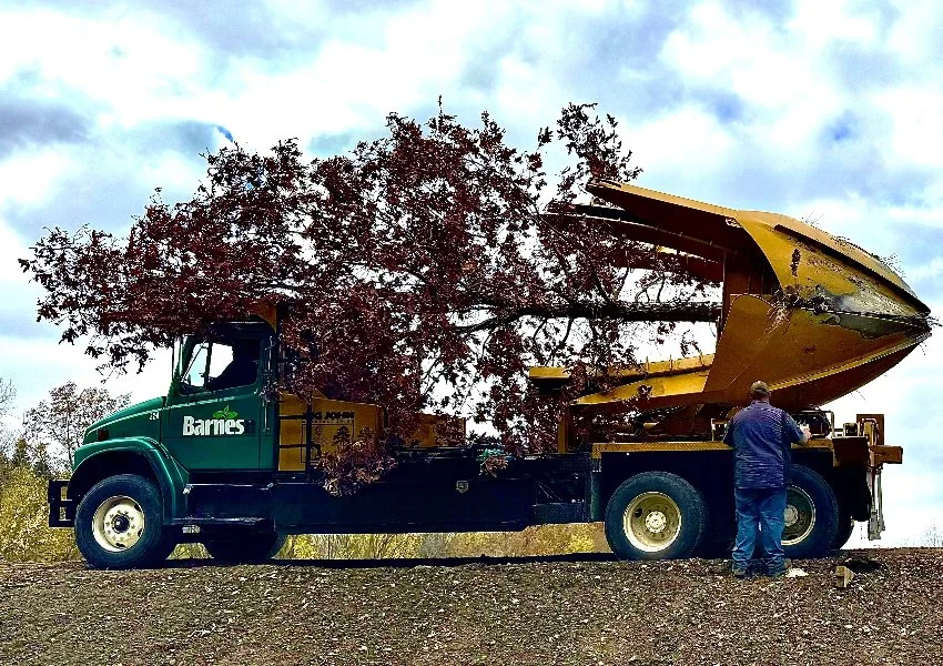 Work truck carrying a large tree in Huron, OH.