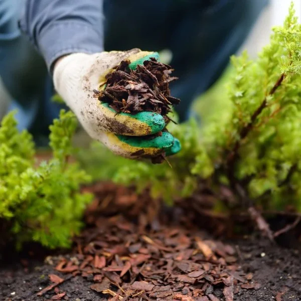 Hand applying mulch to garden bed in Huron, OH.
