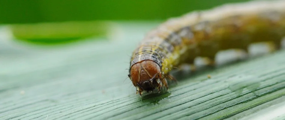 Armyworm in Huron, OH, on a blade of grass.