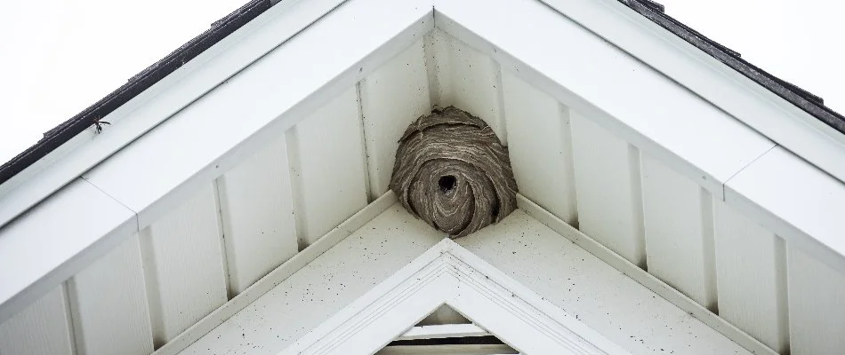 Bee nest on a home in Huron, OH.