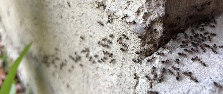 Black ants crawling on a concrete in Huron, OH.
