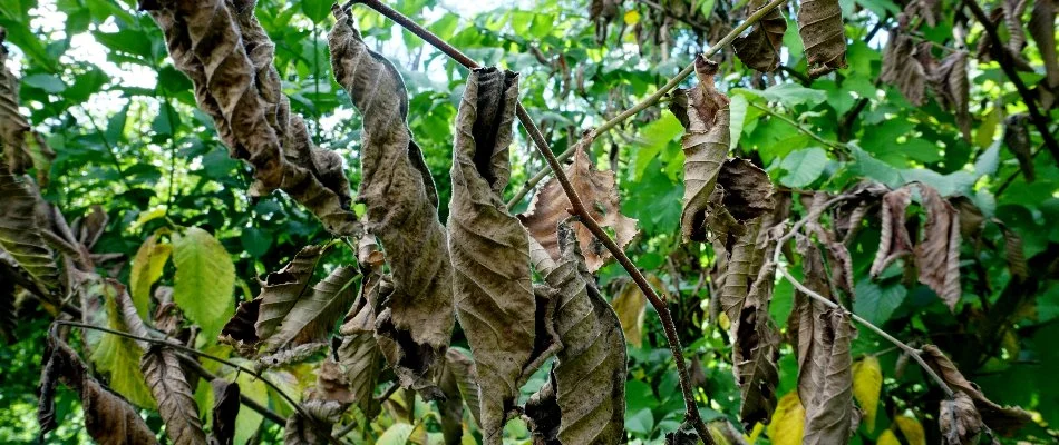 Brown, shriveled leaves of a tree in Huron, OH.