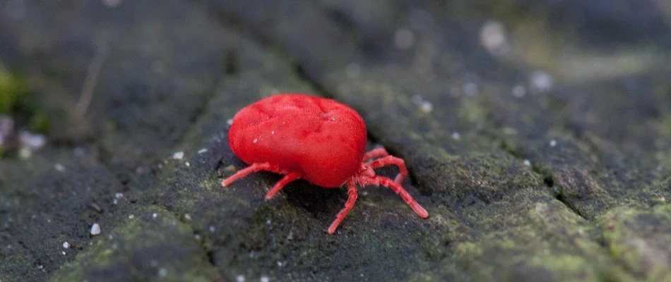 Chigger on a wood surface in Huron, OH.