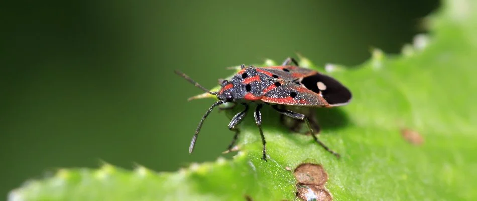 Chinch bug feeding on a green leaf in Huron, OH.