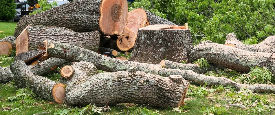 Cut down tree on the ground in Huron, OH.