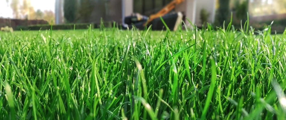 Dense green grass blades in Huron, OH.