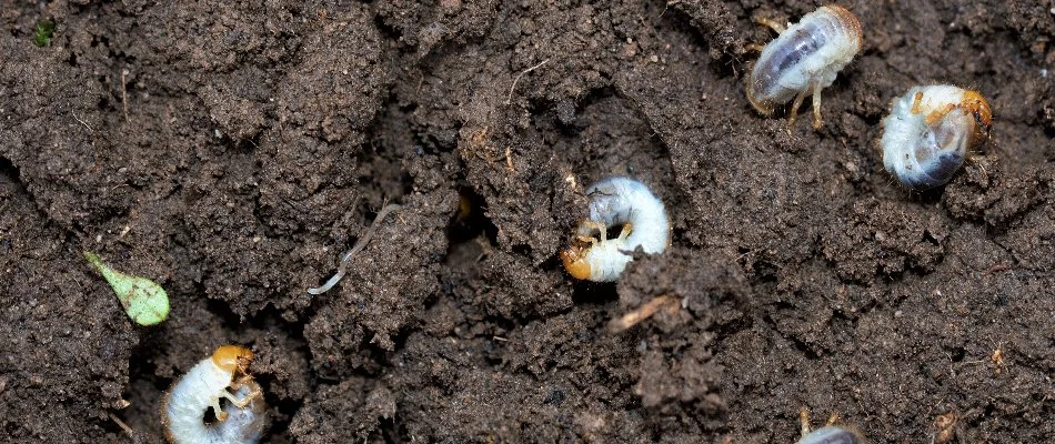 Four white grubs on the soil in Huron, OH.