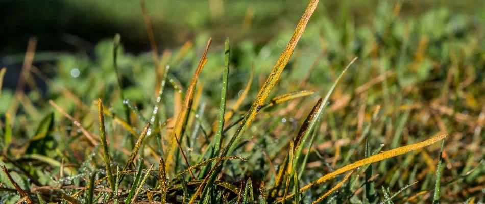 Grass blades in Huron, OH, with rust disease.