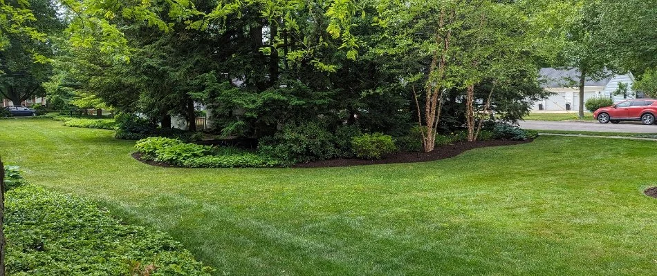 Green, fertilized trees and shrubs in Huron, OH.