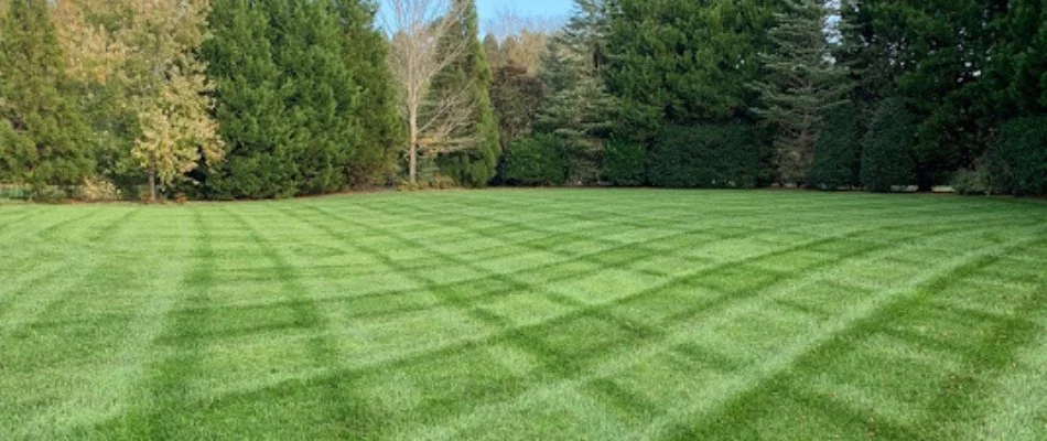 Healthy green grass in Sandusky, OH, with mowing pattern.