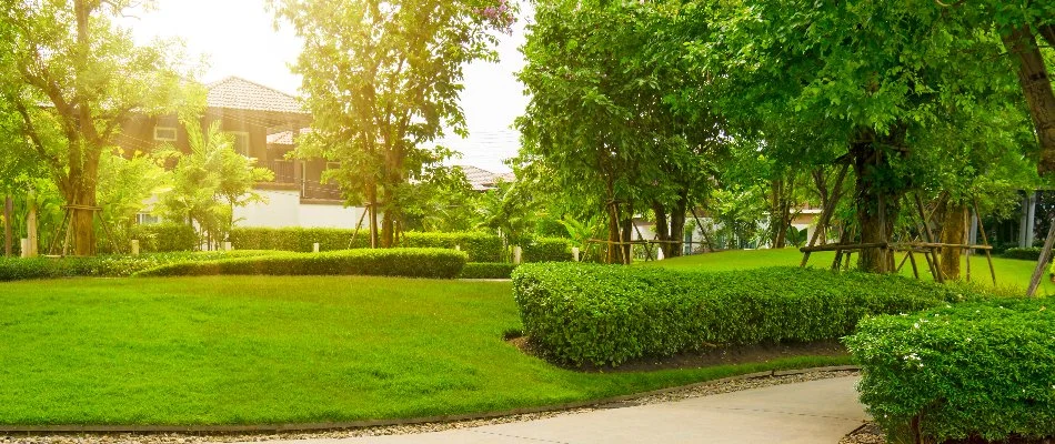 Healthy trees and shrubs on a lawn in Huron, OH.