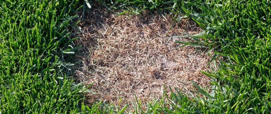 Lawn in Huron, OH, affected by dollar spot disease.