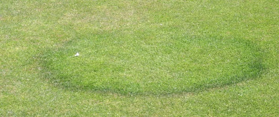 Lawn in Huron, OH, affected by fairy ring disease.