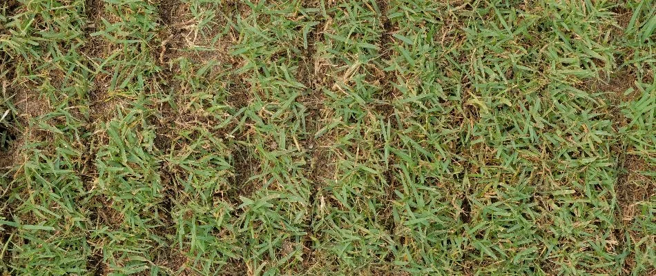 Lawn in Huron, OH, during slice seeding.