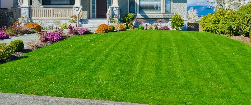 Lawn in Huron, OH, with mowing pattern surrounded by plants.