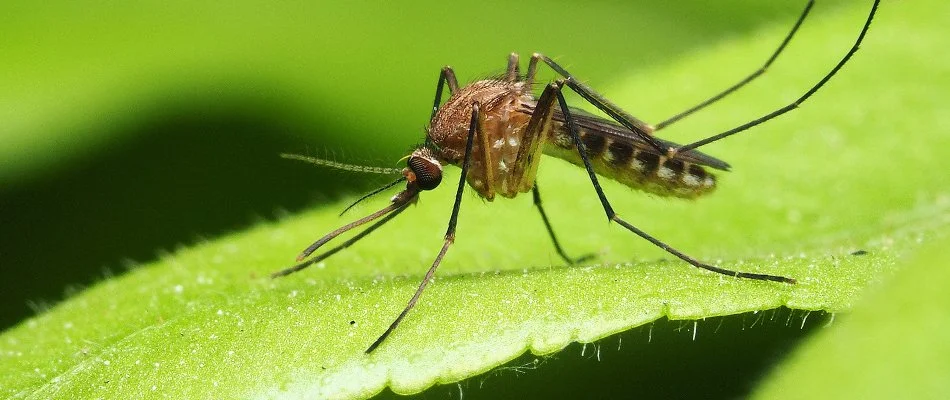 Mosquito standing on green leaf in Huron, OH.