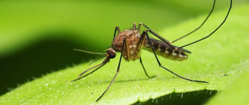 Mosquito on a green leaf in Huron, OH.