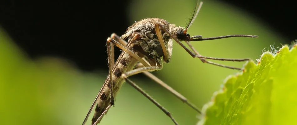 Mosquito on a leaf in Huron, OH.