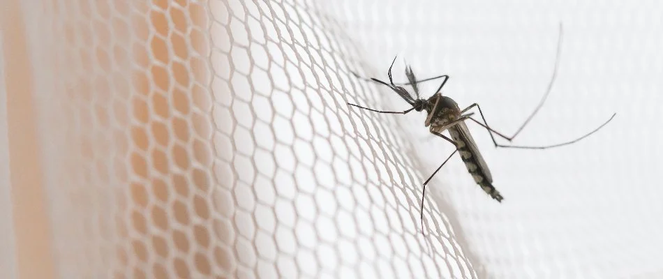 Mosquito on a white net in Sandusky, OH.