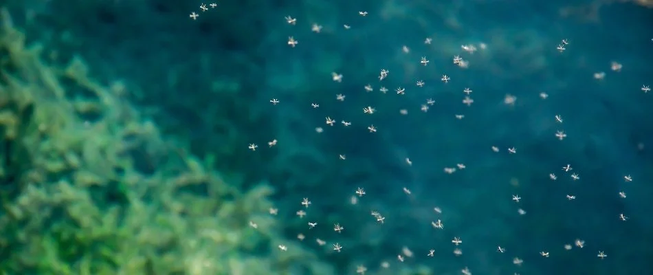 Mosquitoes flying around in Huron, OH.