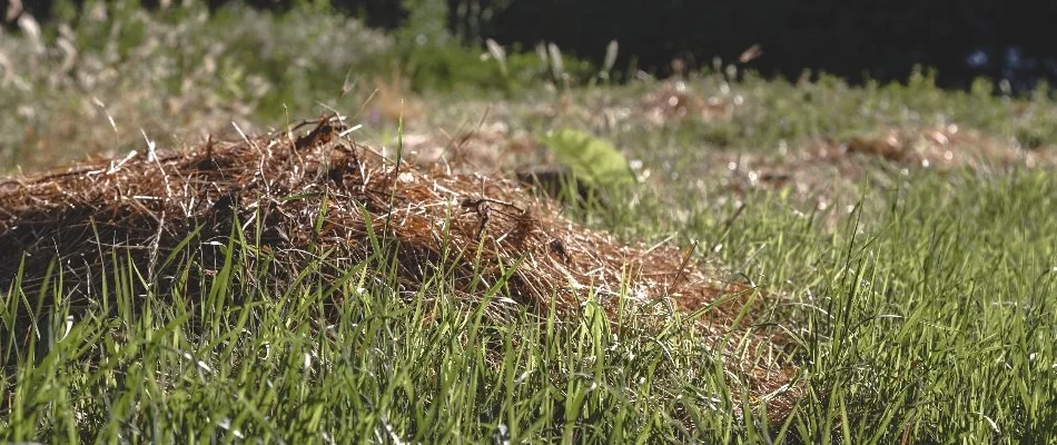 Ovregrown grass in Huron, OH, with debris.
