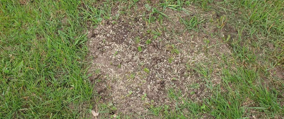 Patchy area on a lawn in Huron, OH, with grass seeds.