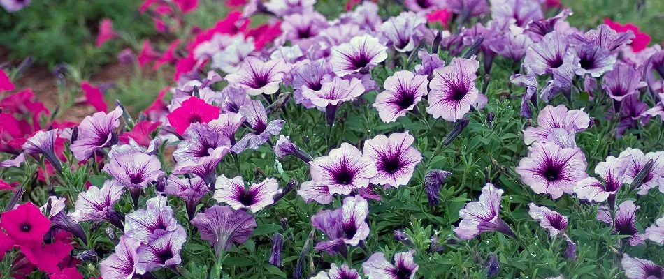 Petunia flowers in bloom in Huron, OH.