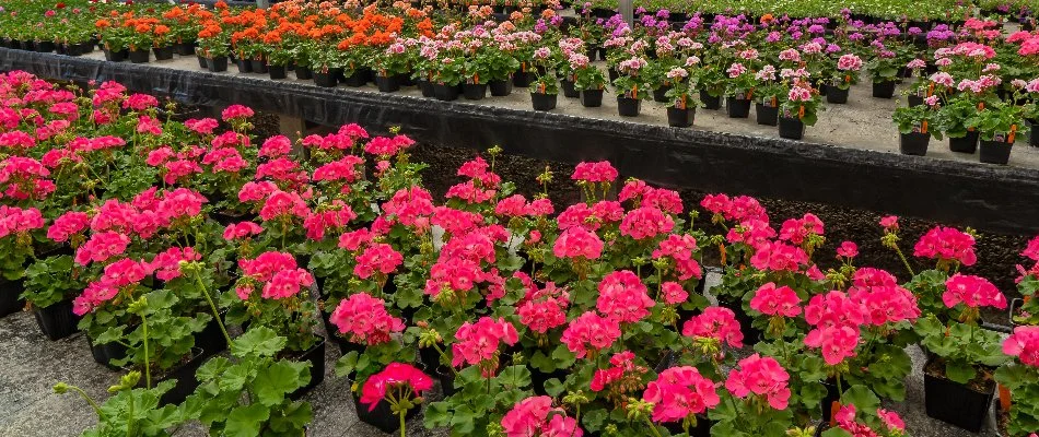 Different colored plants in a nursery in Port Clinton, OH.