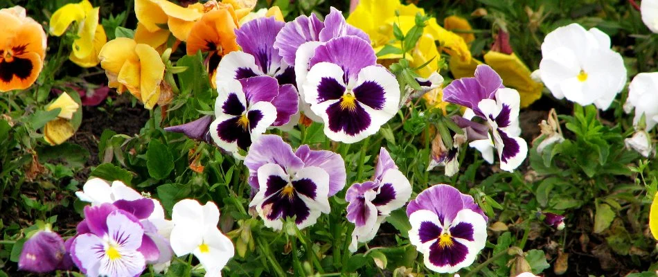 Purple, white, and yellow annual flowers in landscape in Huron, OH.
