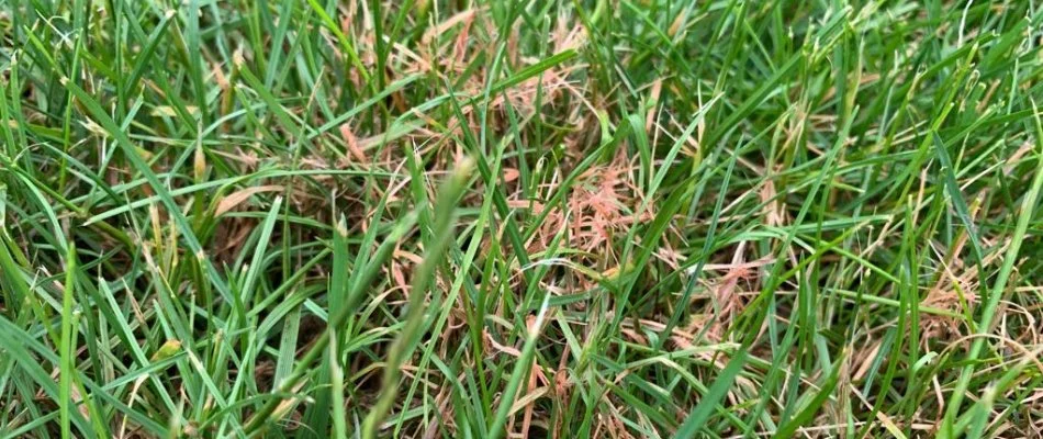 Red thread disease on a lawn in Huron, OH.