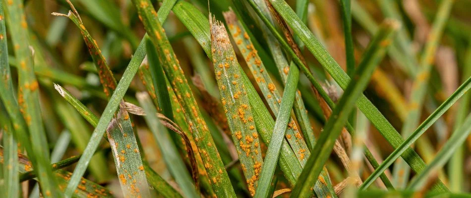 Grass blades with Huron, OH, with rust.