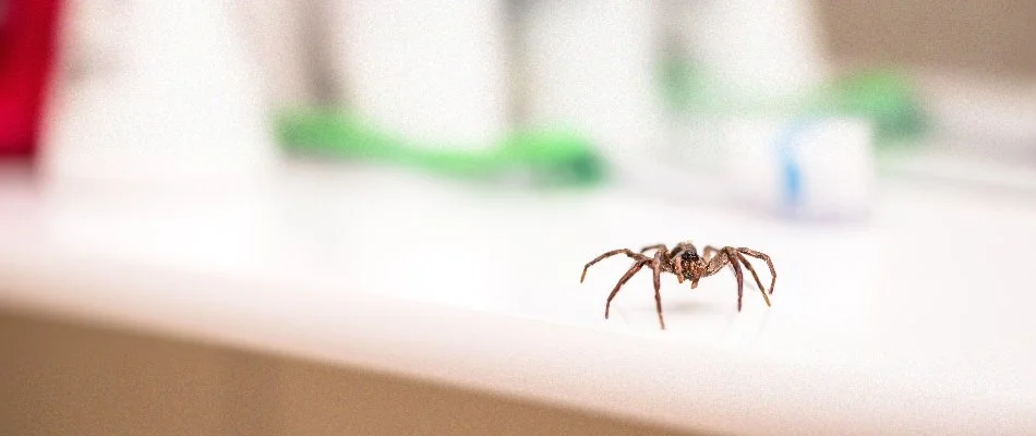 Spider on a countertop in Port Clinton, OH.