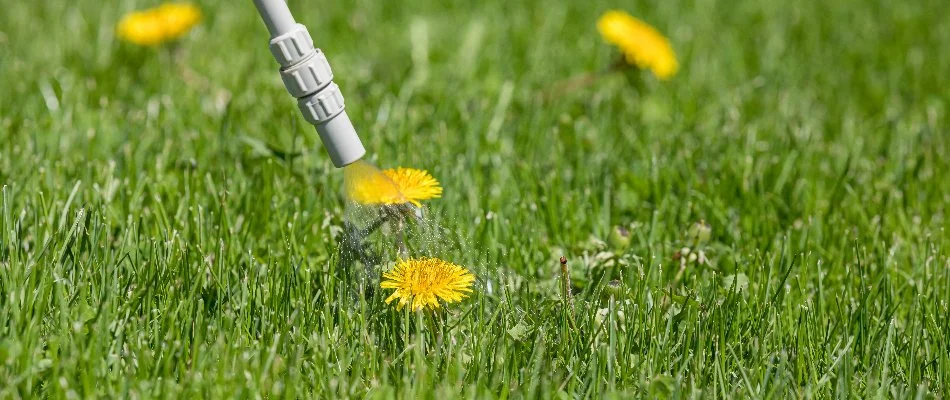 Spot treating dandelions on a lawn in Huron, OH.