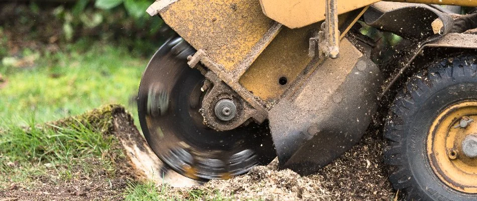 Stump grinder in Huron, OH.