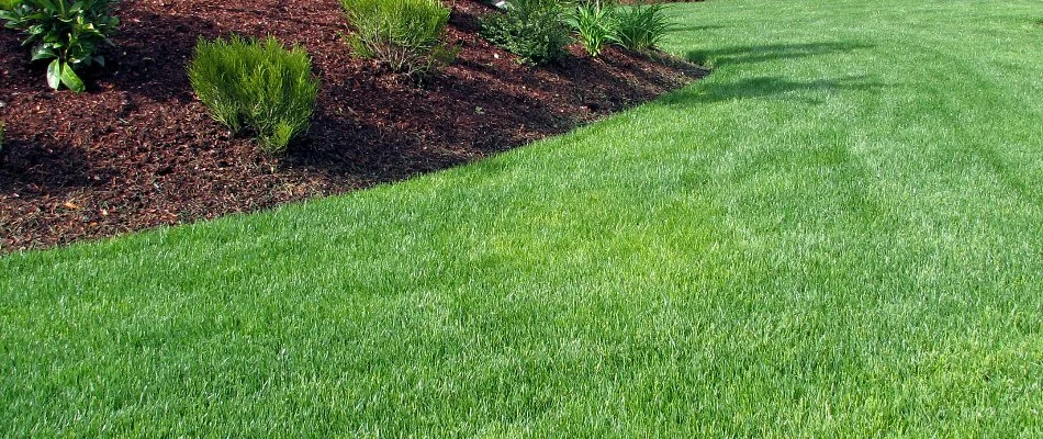 Thick green grass in Port Clinton, OH, near a mulched landscape bed.