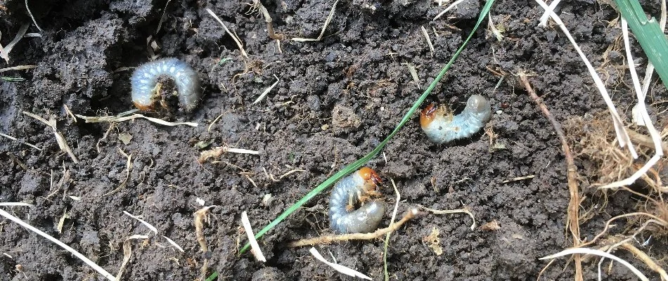 Three white grubs on the soil in Huron, OH.