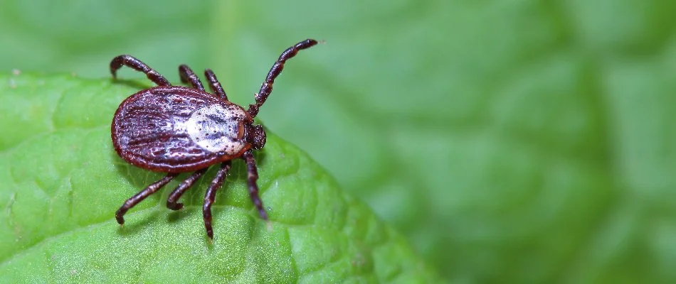 Tick standing on a leaf in Huron, OH.