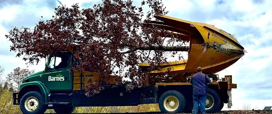 Transplanting a tree in Sandusky, OH, on a tree spade truck.