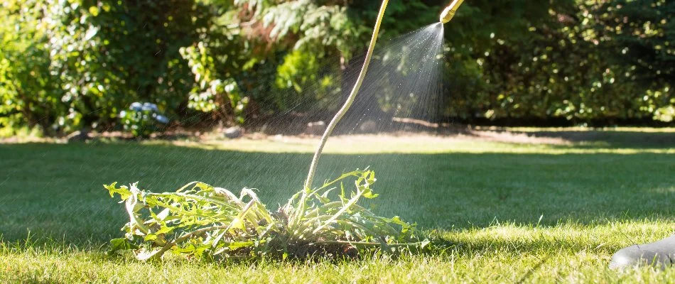 Treating a dandelion weed growing on a lawn in Huron, OH.