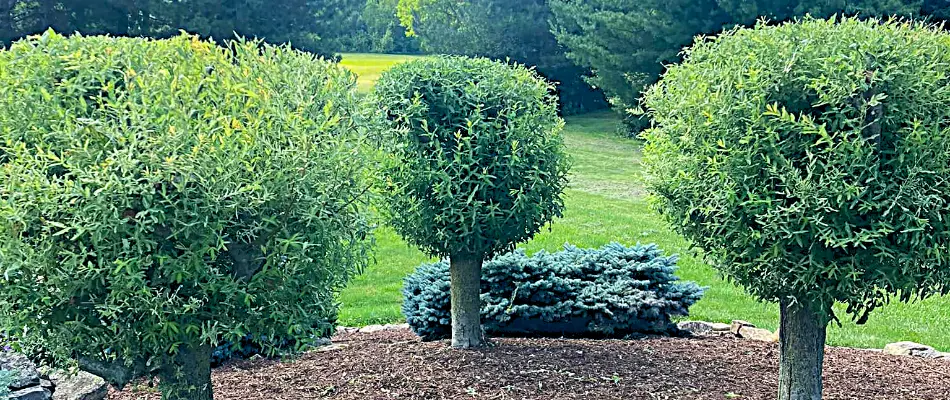 Trimmed shrubs in Huron, OH, with green foliage.