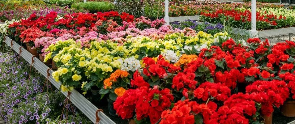 A variety of plants with different colored flowers in Huron, OH.