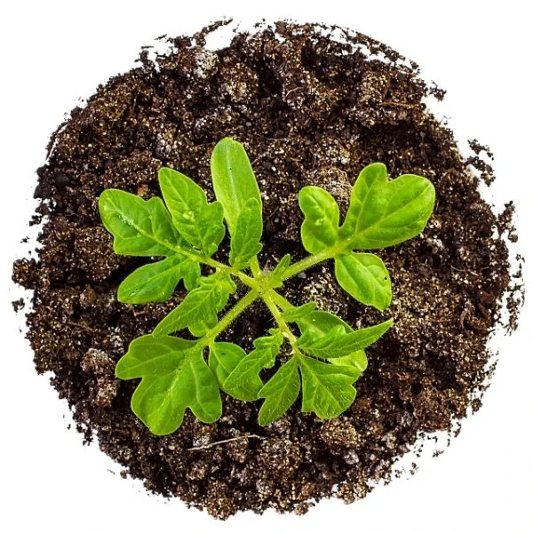 Seedling in fresh soil in Huron, OH.